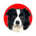kayabordercollie