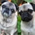 allpuggedout