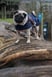 puglife-lulu
