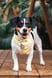 lolathejackrussel