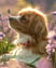 lester-the-cavachon