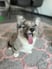 umithefluffycorgi