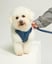 beauthebichon17