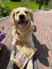 ivo-golden-labrador