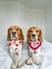 fudgedaisybeagles