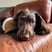 otis-sprocker