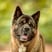 jaxx-american-akita