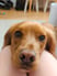 peanut-thespaniel