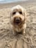 bodhi-bear-cockapoo