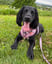 a-sprocker-called-rosie