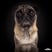 notorious-ted