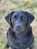 blacklab-yara