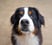 albertollybernese