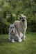 trevor-thewolfhound