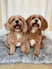 rodneyandmabel-the-cavapoos