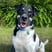 harvey-romanian-rescue