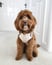 mabelthef2cockapoo