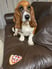 lucky-bassethound