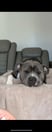 hippo-american-bully