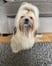 beartheshihtzu