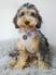 little-peggy-cockapoo-1