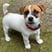 tag-thejackrussell