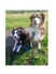 2politepups