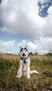 gusthehusky