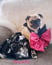 lucyliupug