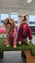 muttsofmcr
