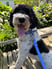 matildarosegoldendoodle