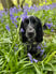 dollythehearingdag