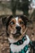 cody-welsh-collie