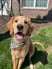 thegoldenmurphy