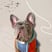 unagi-thefrenchie