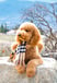 sir-elton-goldendoodle