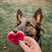 lottie-gsd-dog-1