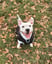 rocky-white-staffy