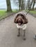 alfie-the-cockapoo-22