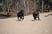 labraduo-baileyroxy-1