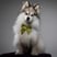 shadoww_the_pomsky
