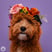 labradoodle.doortje