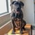 team_adoptedpaws