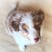 rafiki.bordercollie