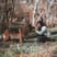 whiskeyalsatian