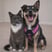 the_pet_detectives