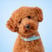 koda.the.poodle