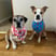 billy_and_hachi
