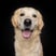 koda_the_gold