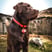 labradex_nl